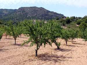 Plantacin de Almendros