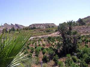 Vista de los huertos de Nuestra Sra. de la Asunci�n