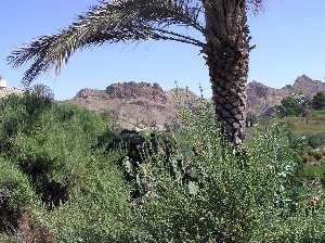 Palmeras y albard�n
