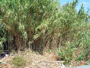 Ca�as junto a la acequia [La Raya]
