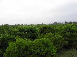 Huerta del Rinc�n 