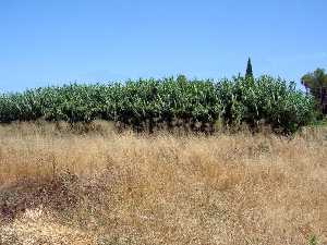 Ca�as y Humedales [La Albatal�a]