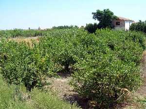 Huertas [Rinc�n de Beniscornia]