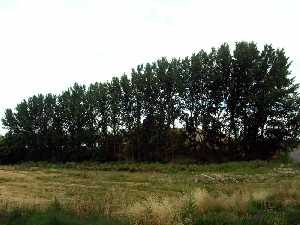 Paisaje junto al lavadero [Pinilla]