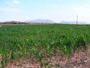 Maizales en La Pinilla (Fuente �lamo) 