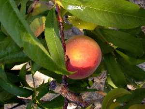 Melocot�n. Detalle 
