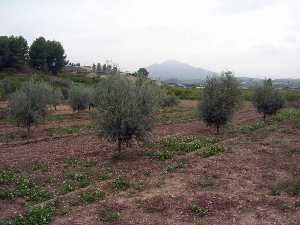 Oliveras de El Escobar (Fuente �lamo) 