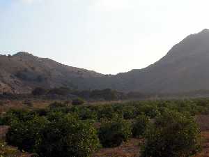 Pinada del Cabezo Gordo 
