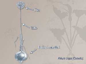 Ilustracin descriptiva de la planta 