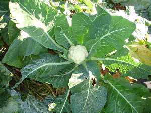 Planta de coliflor en desarrollo [Coliflor]