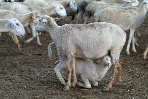 Hembra de raza segure�a con cordero amamantando 