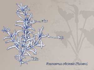 Ilustraci�n descriptiva de la planta 