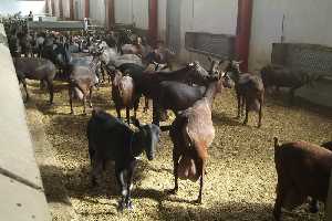 Rebao de cabras [Queso de Murcia]