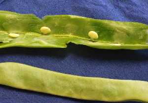 Jud�as verdes abiertas [Jud�as verdes]