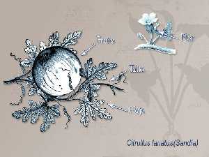 Ilustraci�n descriptiva de la planta 