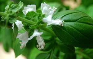 Detalle flor de albahaca [Albahaca]