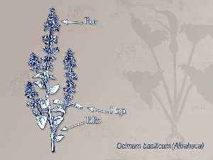 Ilustraci�n descriptiva de la planta 