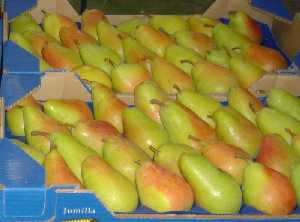 Comercializacin de Pera de Jumilla 