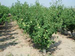 Cultivos de Pera de Jumilla 