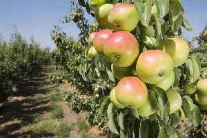 Detalle del cultivo de la Pera de Jumilla 