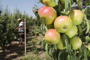 Recoleccin de Peras de Jumilla 