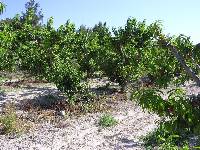 Cultivo de Melocotoneros