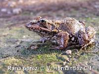 Rana Com�n