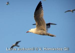 Gaviota de Audouin