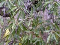 Detalle de Almendros