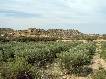 Olivar 