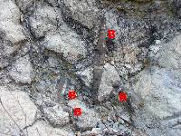 Margocalizas con Belemnites del Cretcico inferior de Abarn