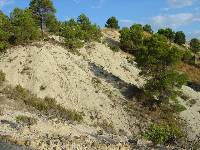 Margas y areniscas turbidticas del Cretcico superior subbtico del barranco del Gredero (Caravaca), donde se localiza la conocida Capa Negra de Caravaca
