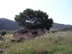 Pino y Casero 