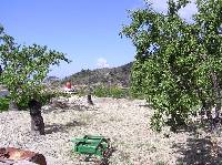 Almendros