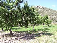 Almendros