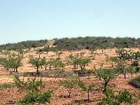 Campos de Almendros