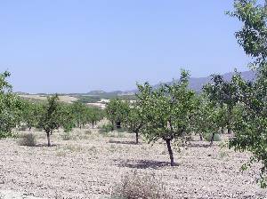 Almendros 