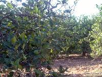 Plantacin de Limoneros