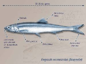 Ilustracin descriptiva [Boquern]