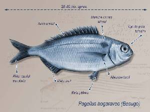 Ilustracin descriptiva 