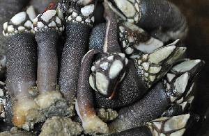 Detalle del percebe [Percebes]