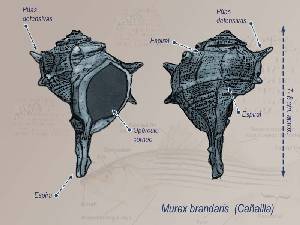 Ilustracin Descriptiva 