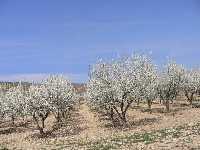 Almendros en flor