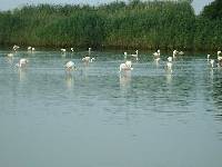 Flamencos en San pedro