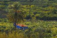 La espectacular vegetaci�n de Ulea
